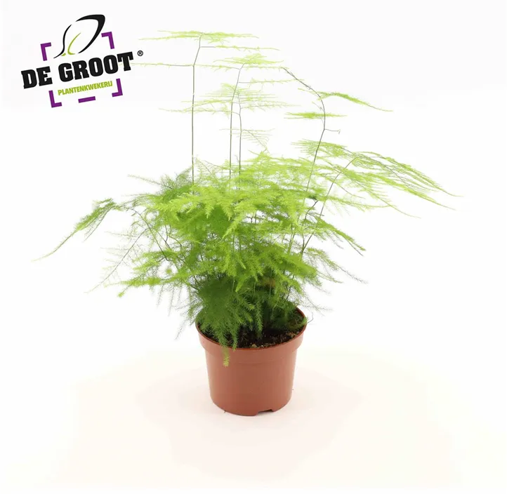 Feder-Spargel 'Plumosus'