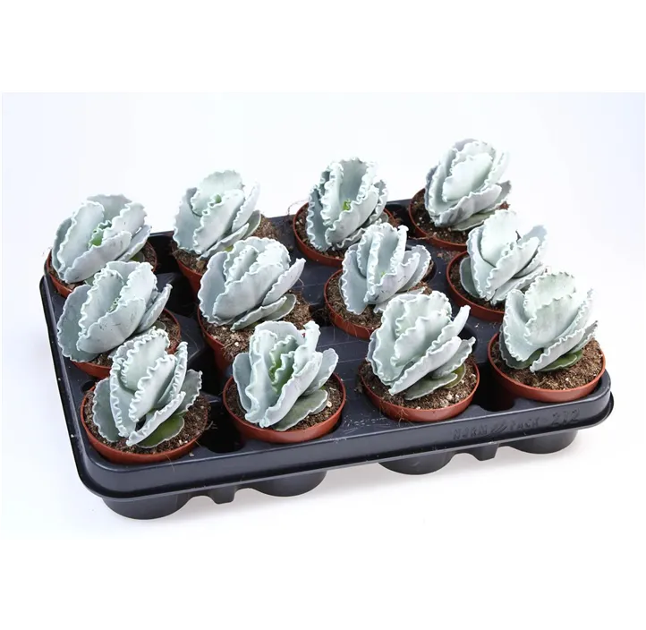 Cotyledon