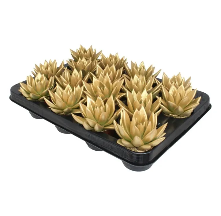 Echeverie 'Miranda Metal Gold'