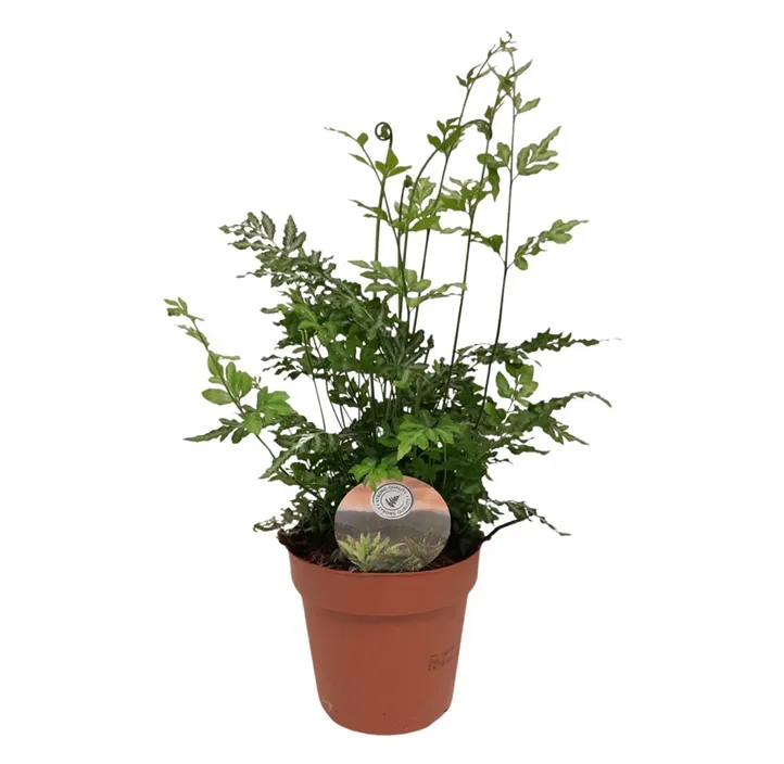 Saumfarn 'Evergemiensis'