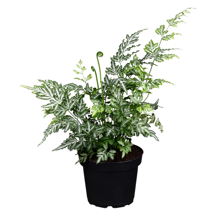 Saumfarn 'Evergemiensis'