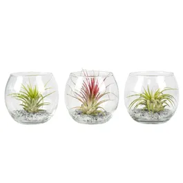 Tillandsia Glaskugel