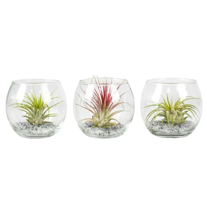 Tillandsia Glaskugel