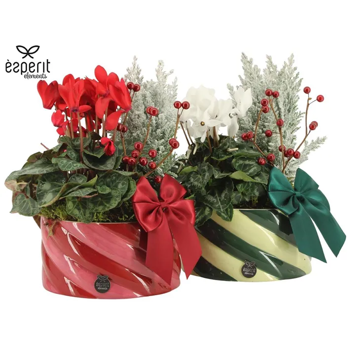 Weihnachts-Arrangement mit Alpenveilchen