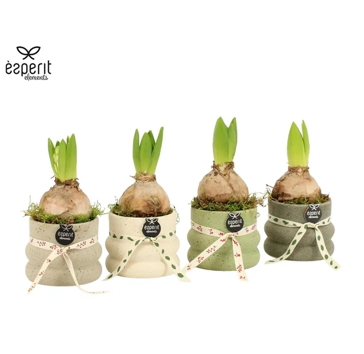 Weihnachts-Arrangement mit Hyazinthe im Dekotopf