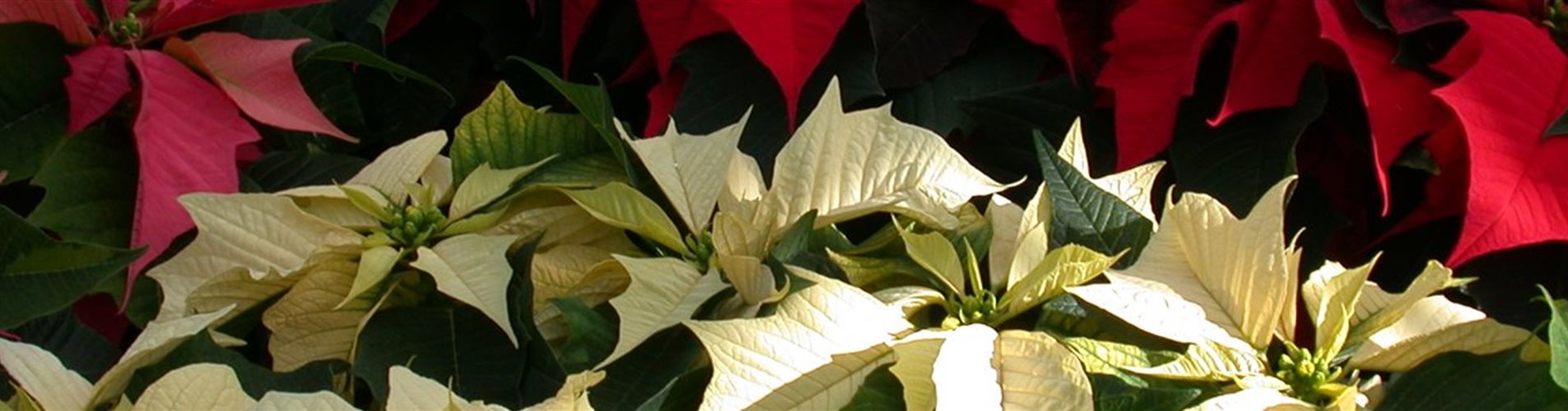 Euphorbia pulcherrima Euphorbia pulcherrima