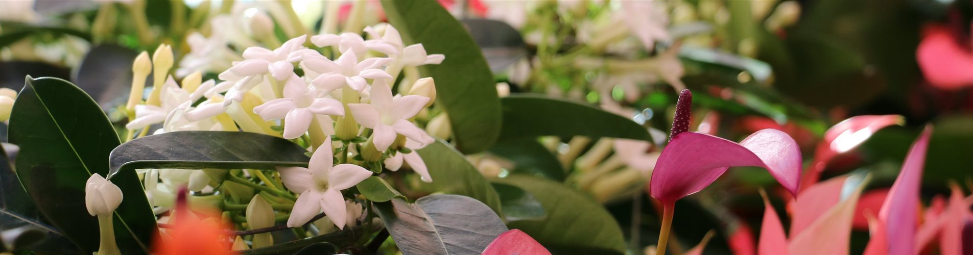 IMG_0040-0-1497-5472-1172 IMG_0040-0-1497-5472-1172