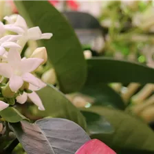 Blühpflanzen