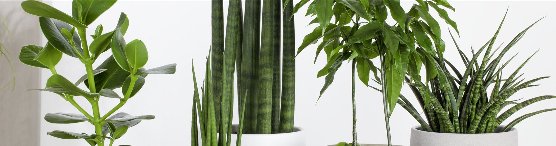 Grünpflanzenmix Grünpflanzenmix