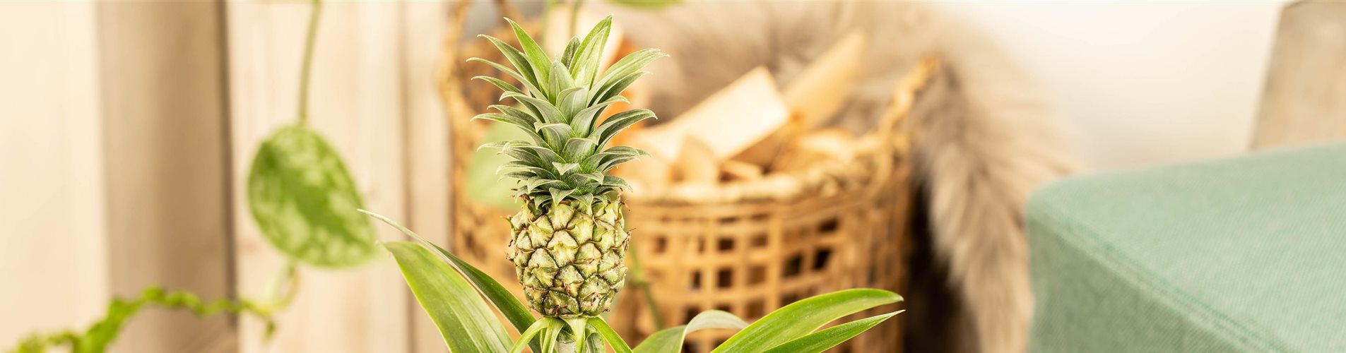 Ananas comosus 'Compacta' Ananas comosus 'Compacta'