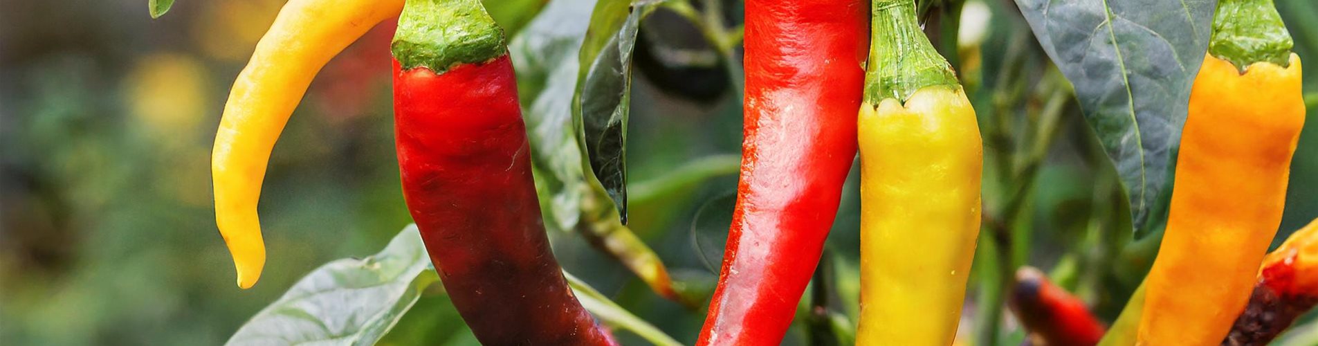 Firefly Chili-Pfeffer reifen auf einem Busch im Garten 66024