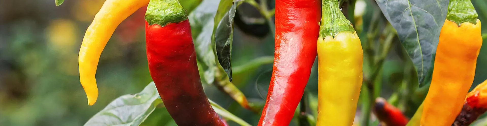Feurig scharfe Chilis - Bellaflora