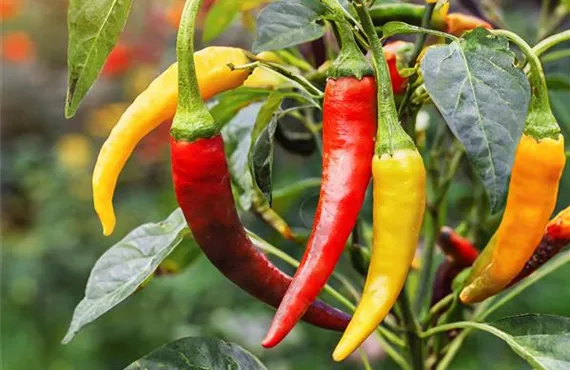 Firefly Chili-Pfeffer reifen auf einem Busch im Garten 66024.jpg