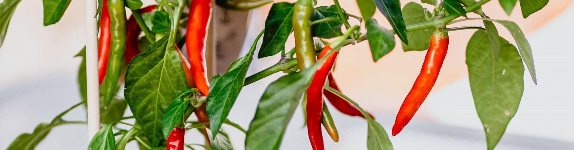 bellaflora-studiosoco-129-0-1683-2909-1636 bellaflora-studiosoco-129-0-1683-2909-1636