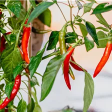 Chilis