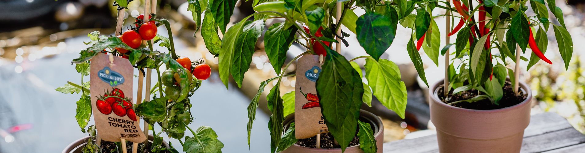 bellaflora-studiosoco-112-0-1849-4000-2250 bellaflora-studiosoco-112-0-1849-4000-2250