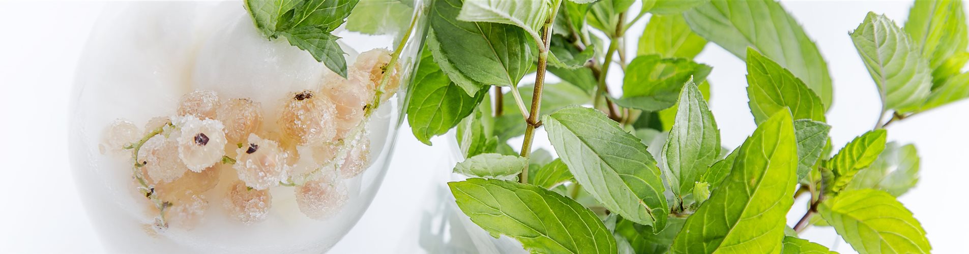 Ribiselsorbet mit Bergminze Ribiselsorbet mit Bergminze