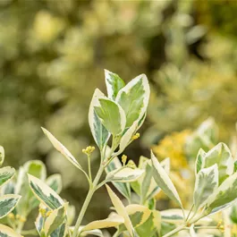Euonymus Japonica Bravo
