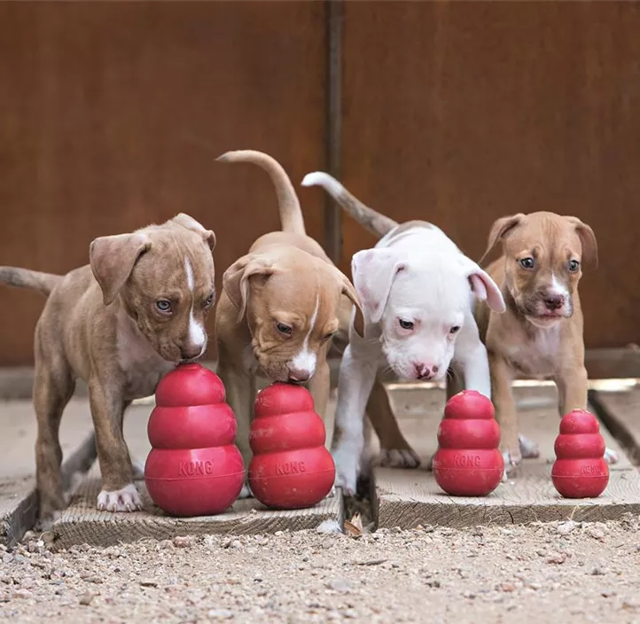 Hundespielzeug Classic