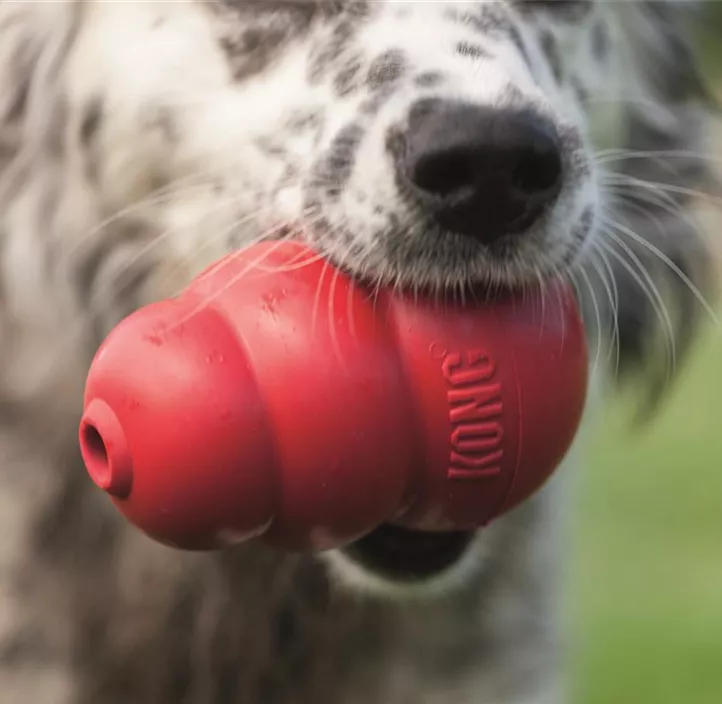 Hundespielzeug Classic