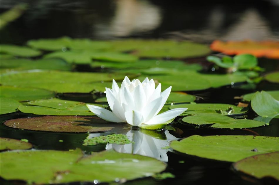 Vorteile von Wasserpflanzen.