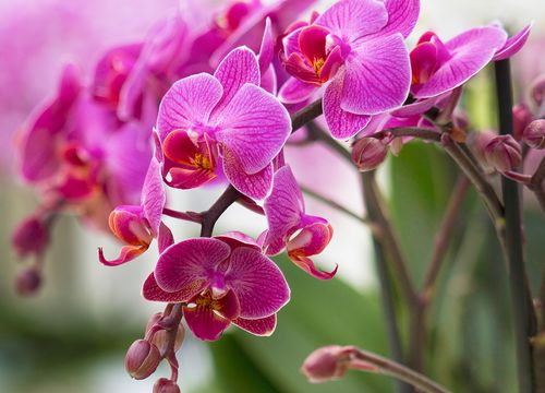 Orchideen und ihre Schönheit in Innsbruck