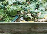 Er duftet - der eigene gesunde Kompost