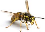 Wespen bekämpfen mit einfachen Tricks