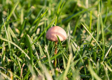 Pilze im Rasen: Holzreste im Boden