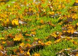 Rasenpflege im Herbst - 5 grasgrüne Regeln