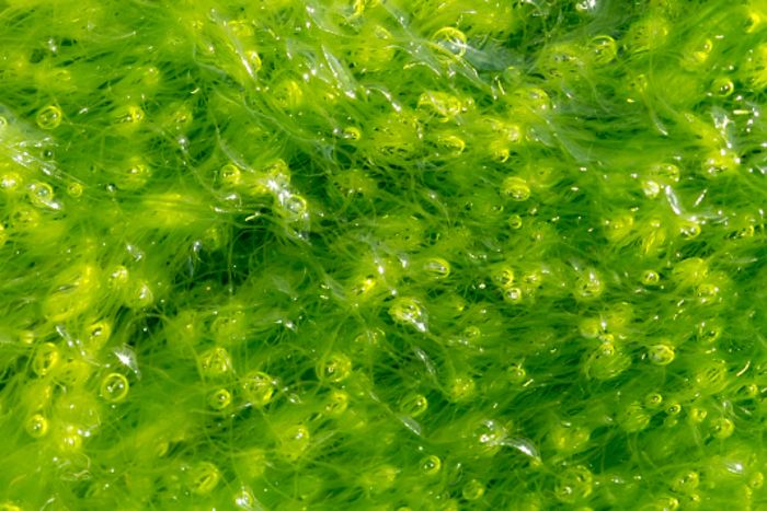 Algen: falsche Bewässerung