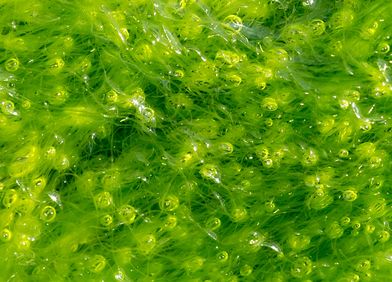 Algen: falsche Bewässerung