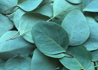 Eukalyptus-Blätter