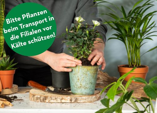 Zimmerpflanzen-Umtopftage bei bellaflora Graz Webling