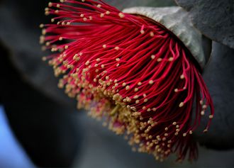 Blüte des Eukalyptus' mit Samenfäden