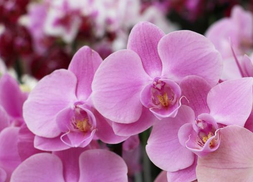 Orchideen-Umtopftage in Wels von 27.05.-28.05.
