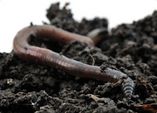 Regenwürmer - Recycling im Gartenboden