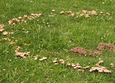 Pilze im Rasen: "Hexenringe"