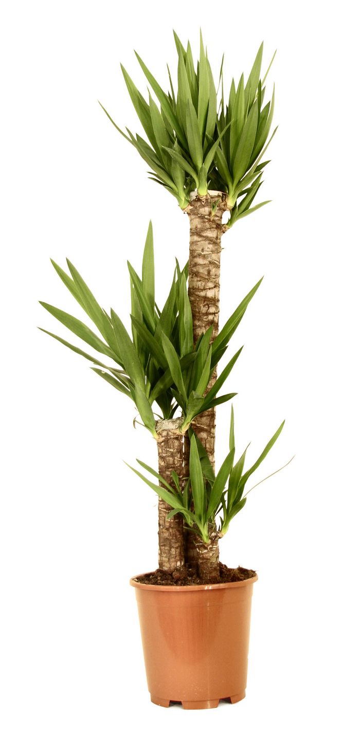 Palmlilien / Yucca