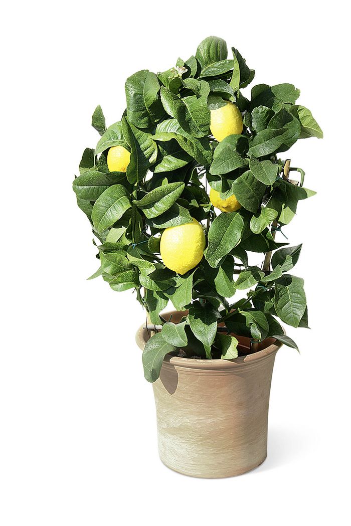 Zitronenbäumchen | bellaflora