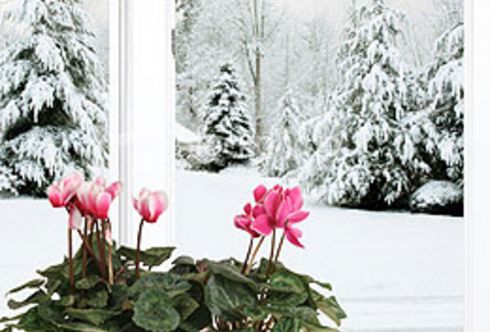 Winterfreude mit Zimmerpflanzen
