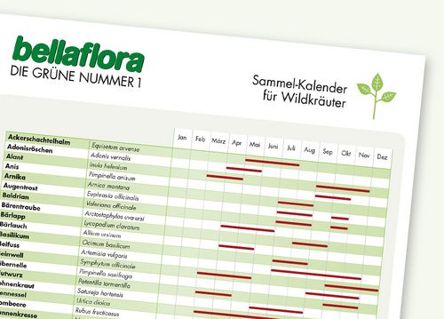 Sammel-Kalender für Wildkräuter